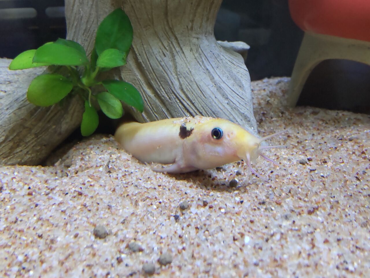 どじょうの隠れ家を作ってみた どじょっこ帳 どじょうの隠れ家を作ってみた どじょっこ帳