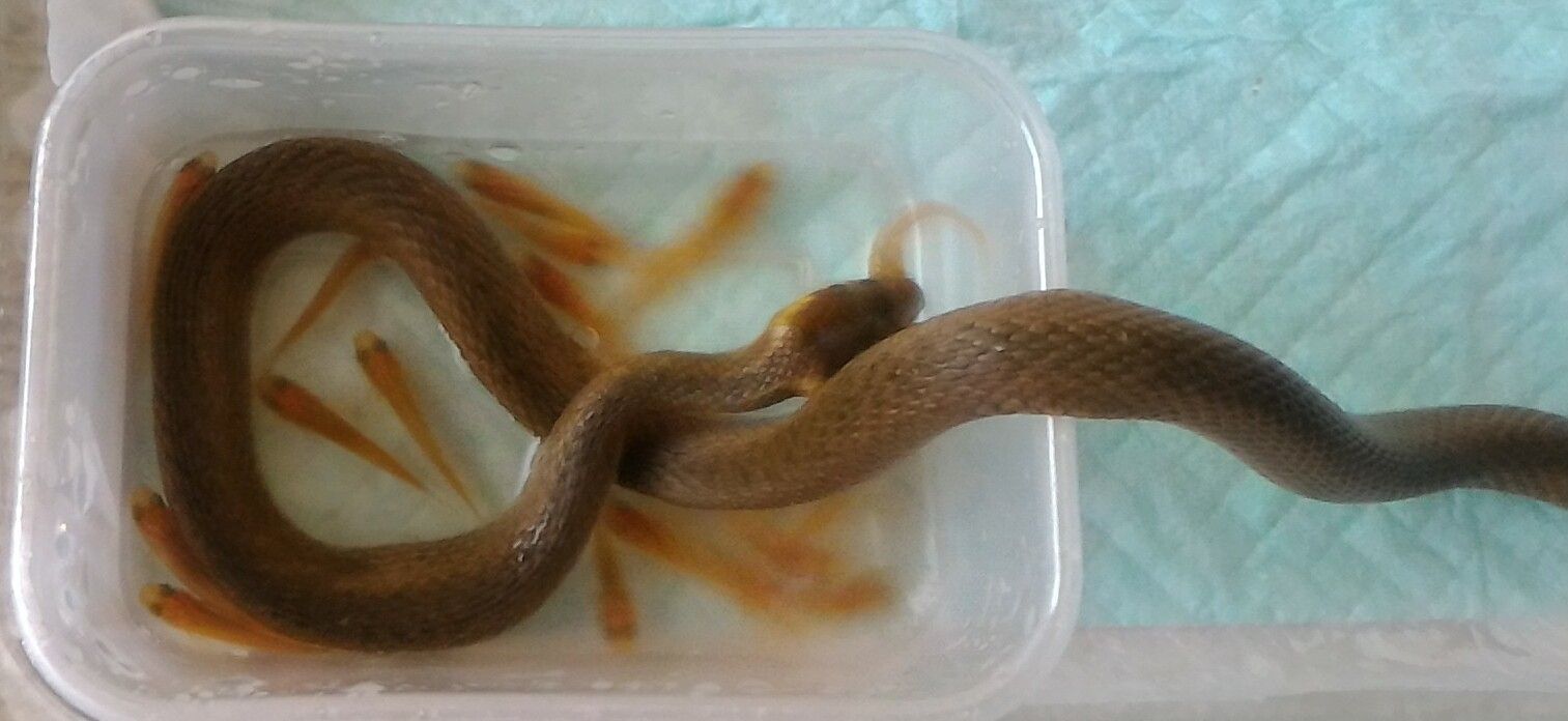 食事介助 ヘビ ニョロンとケロン