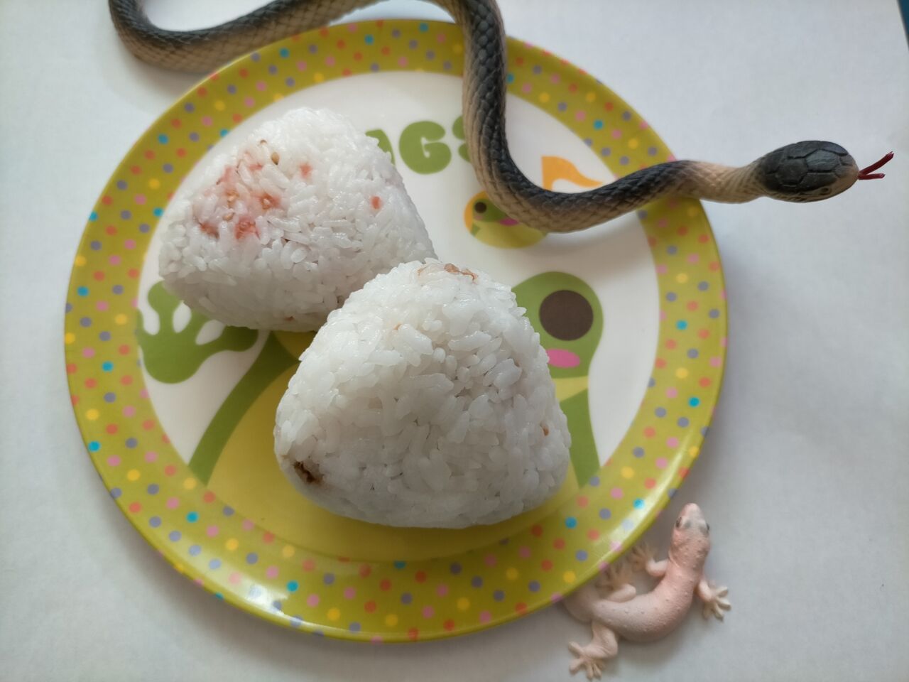 変わった食性の蛇 ニョロンとケロン 変わった食性の蛇 ニョロンとケロン