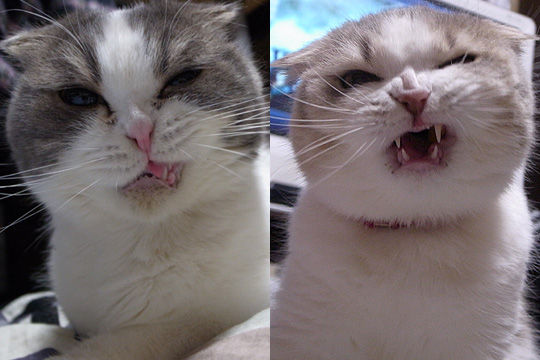 怒り 猫バカとバカ猫