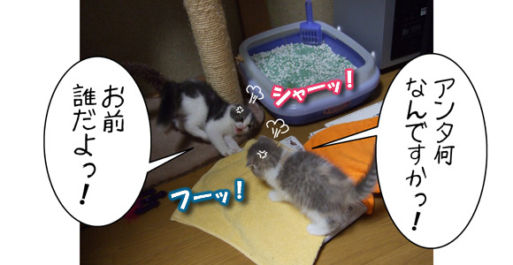 血統書 笑 猫バカとバカ猫 血統書 笑 猫バカとバカ猫