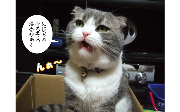 男の寄り道 猫バカとバカ猫