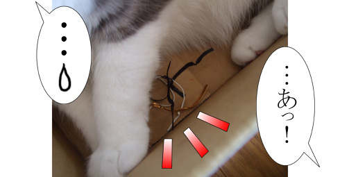 おっととっとネタだぜ 猫バカとバカ猫