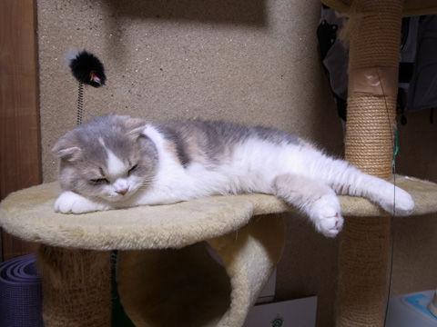 拗ねる 猫バカとバカ猫