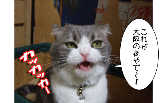 大阪ベタ観光 夜の部 猫バカとバカ猫