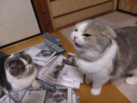 出来上がり 猫バカとバカ猫