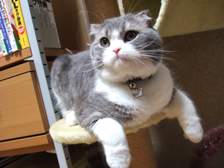 むぐぐ二十選 猫バカとバカ猫