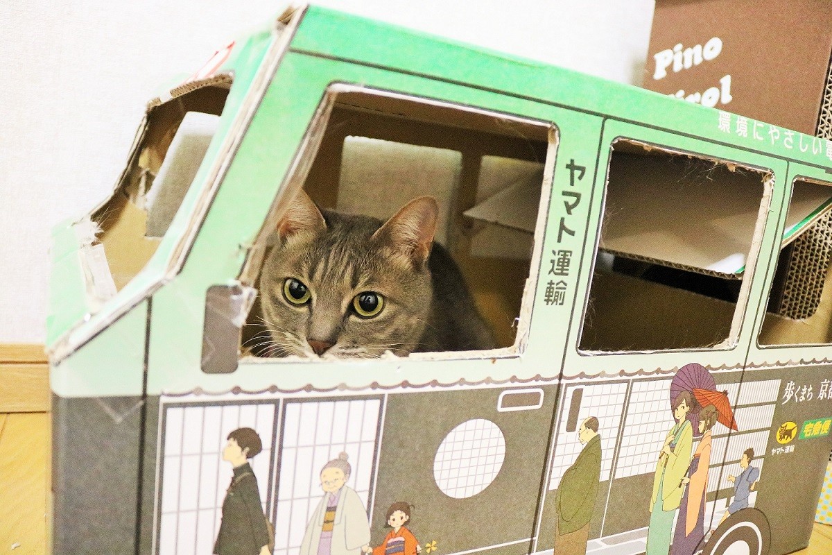 クロネコヤマトの段ボール 新ｙ商店の仁義無き人々