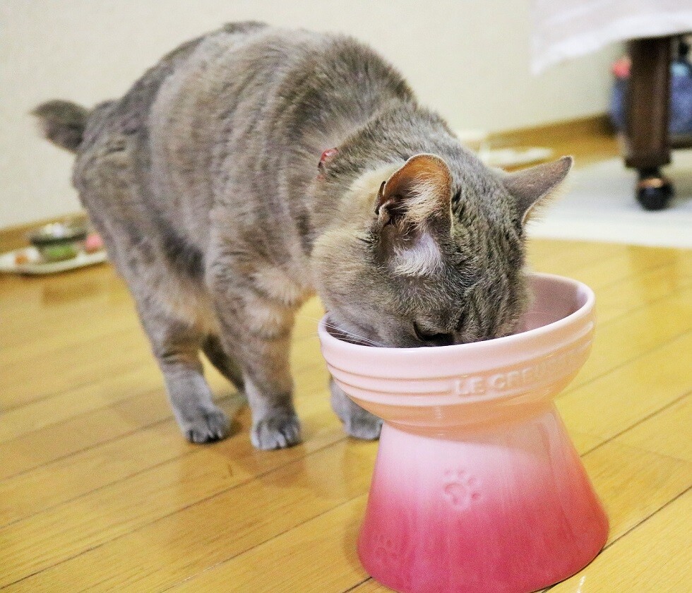 自分の誕生月には猫にプレゼントをあげる 新y商店の仁義無き人々 自分の誕生月には猫にプレゼントをあげる 新y商店の仁義無き人々