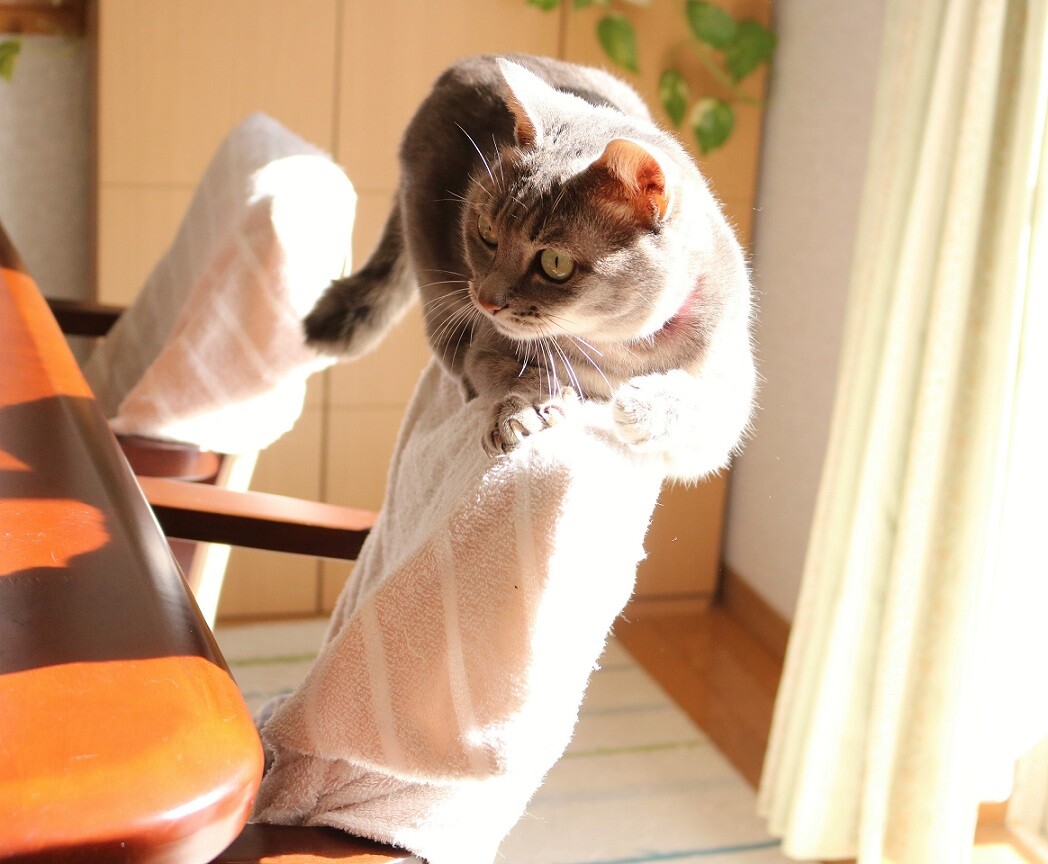 先輩猫たちの場所を侵略する子猫たち 新y商店の仁義無き人々 先輩猫たちの場所を侵略する子猫たち 新y商店の仁義無き人々