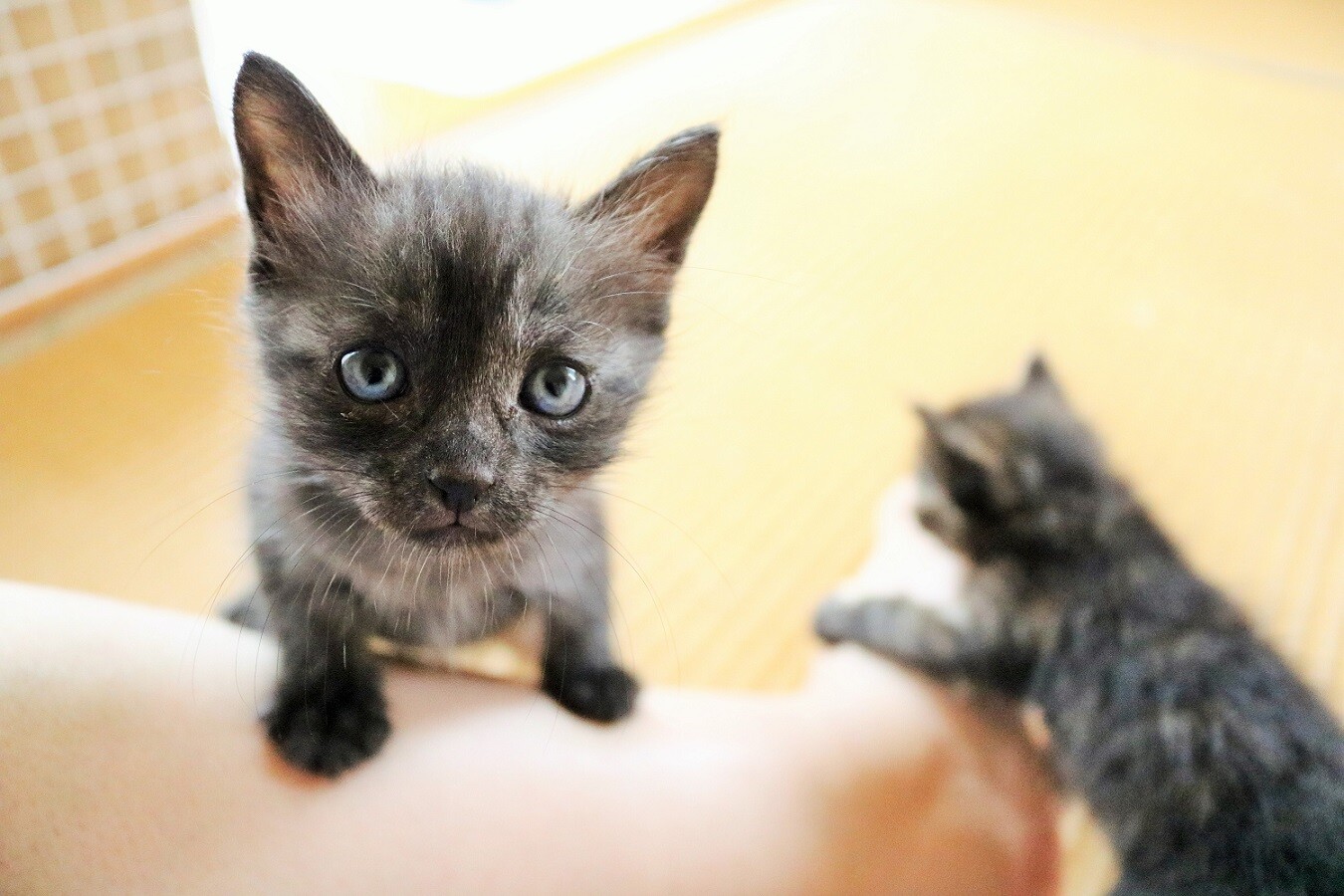 子猫たちが来た 新ｙ商店の仁義無き人々