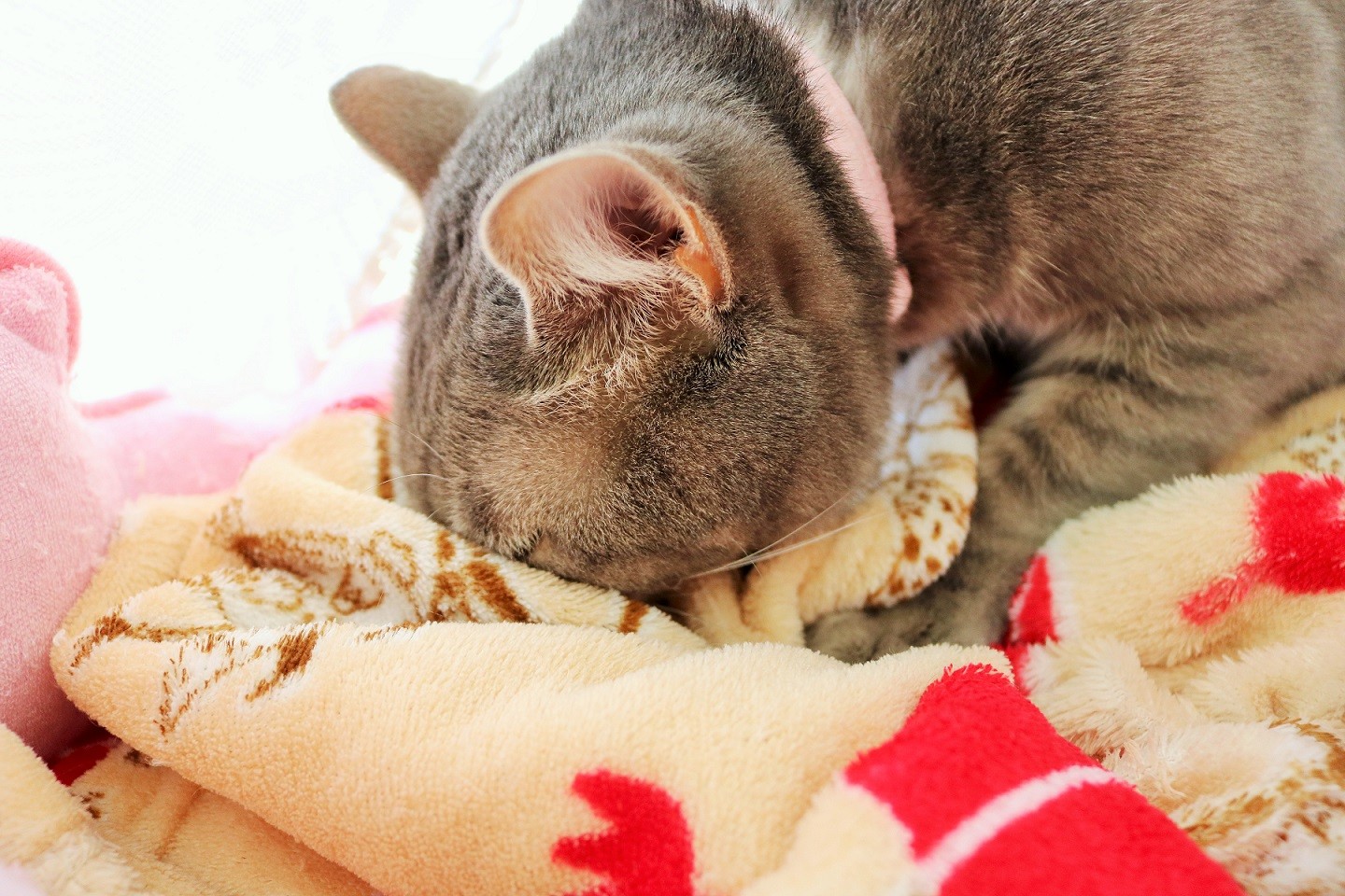昼寝に付き合えとピノが鳴く 新y商店の仁義無き人々 昼寝に付き合えとピノが鳴く 新y商店の仁義無き人々