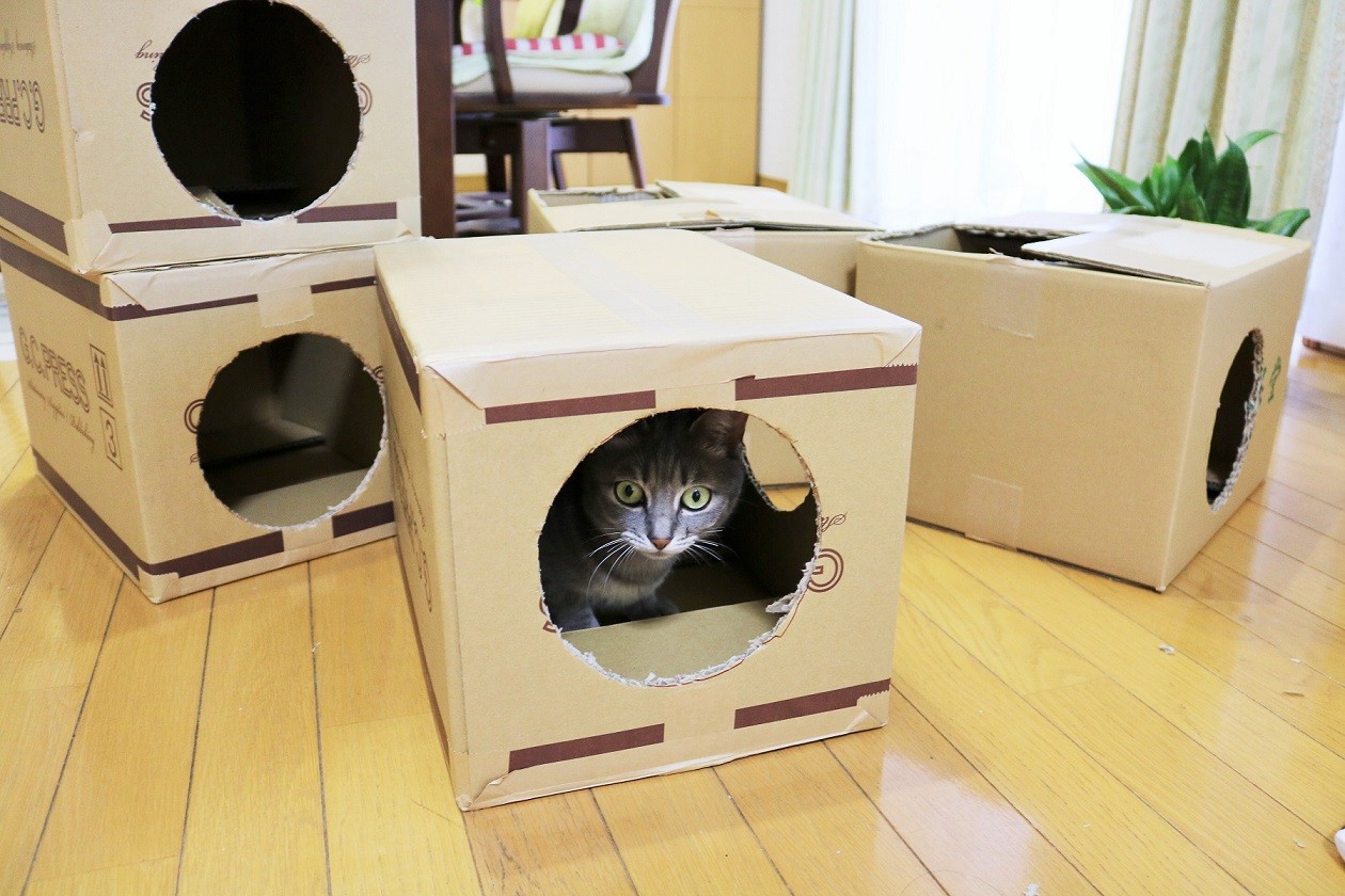 新しき猫用段ボールハウス : 新Ｙ商店の仁義無き人々