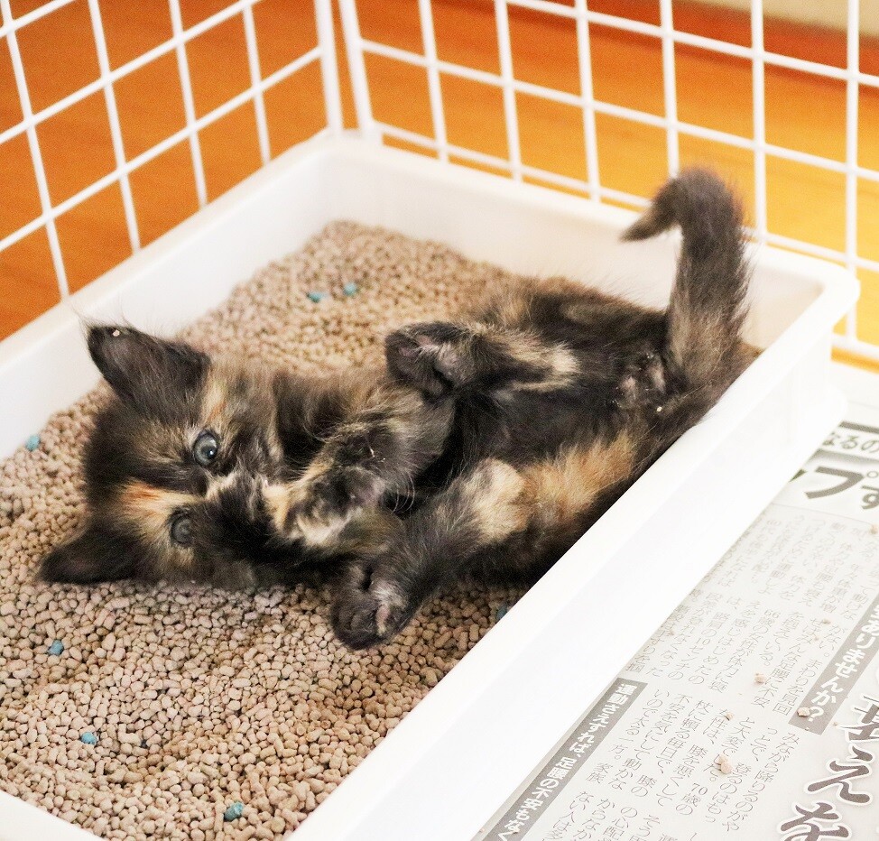 子猫たちが来た 新ｙ商店の仁義無き人々