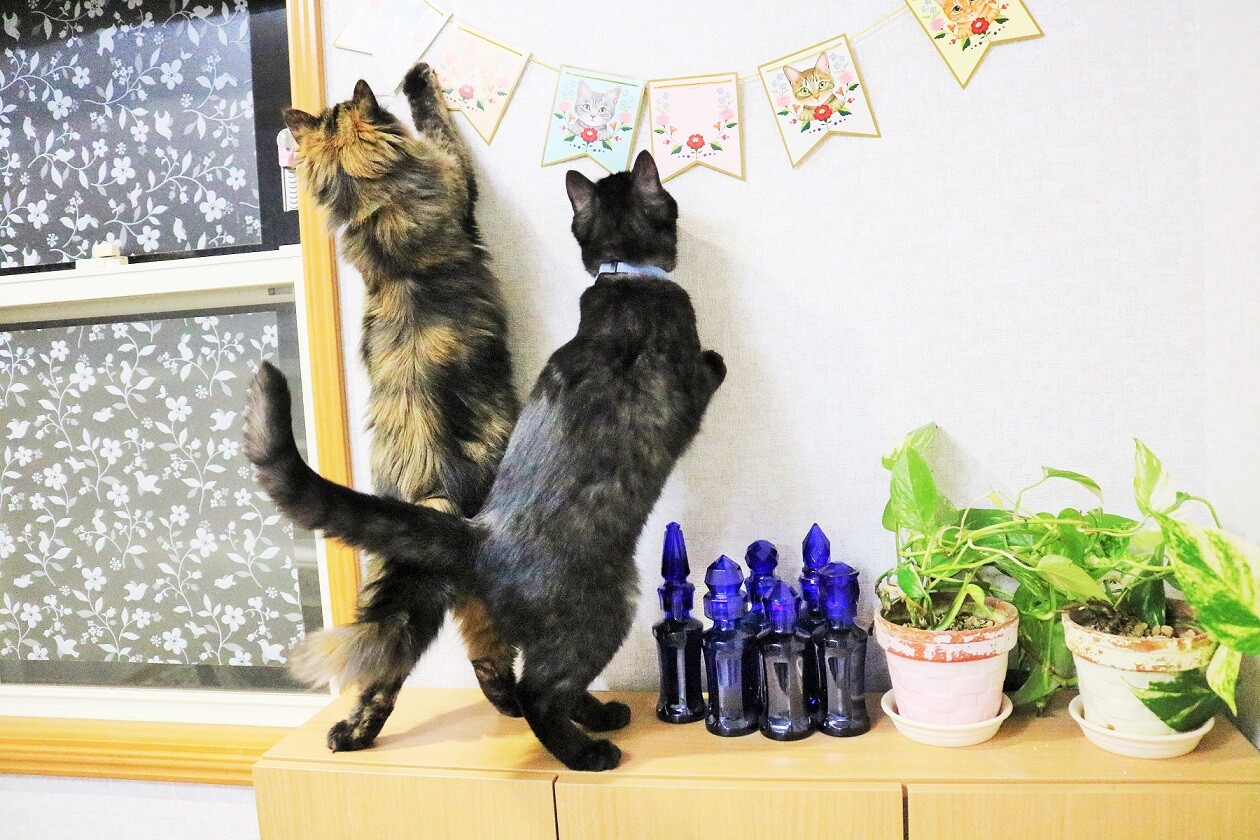 猫も夏バテ気味 : 新Ｙ商店の仁義無き人々