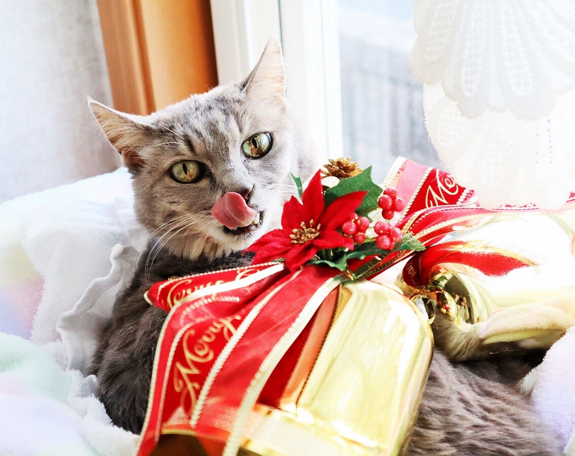メリークリスマス 新ｙ商店の仁義無き人々
