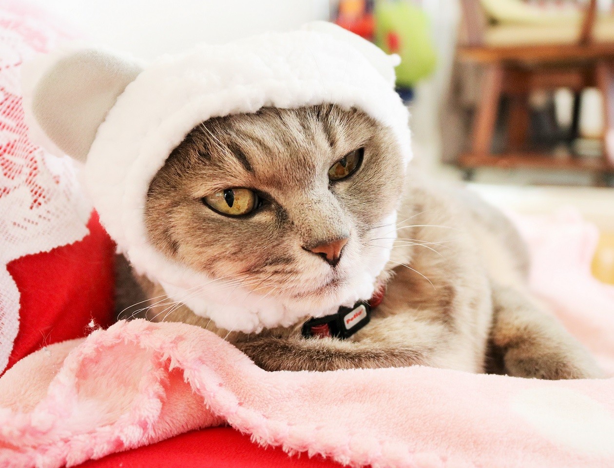 かわいい かわいい ねこくまちゃん 新ｙ商店の仁義無き人々