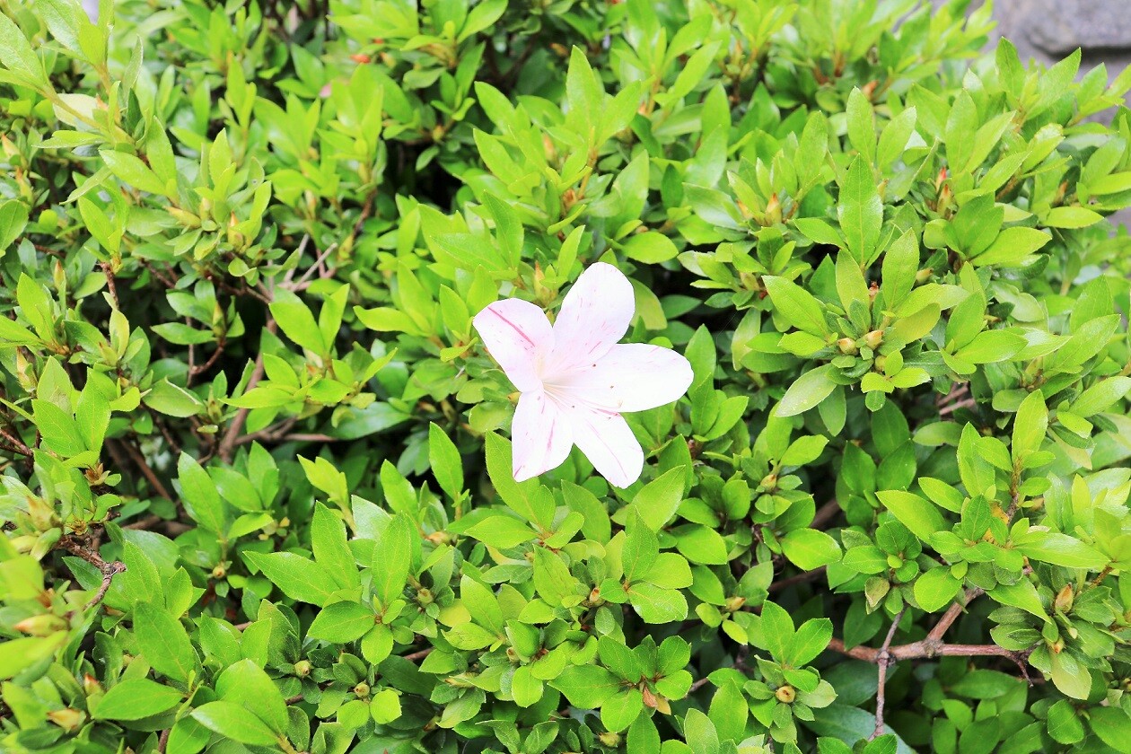 人参の花が咲いたよ 新y商店の仁義無き人々 人参の花が咲いたよ 新y商店の仁義無き人々