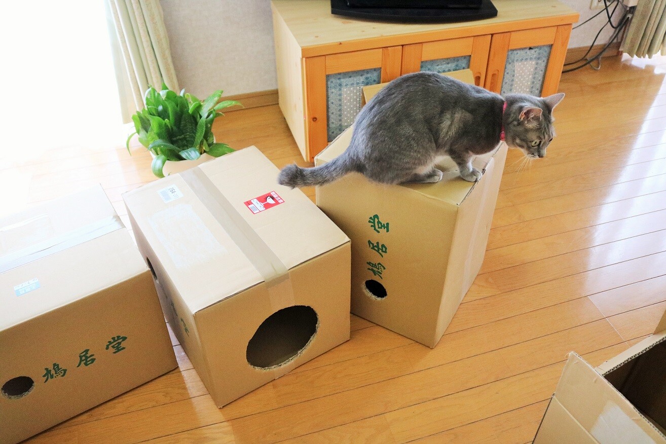 猫段ボールハウスの新調 新ｙ商店の仁義無き人々
