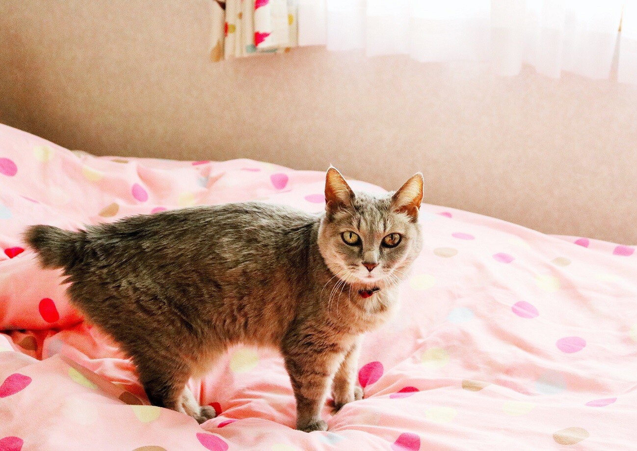 猫が布団にうんこしたので新調した 新ｙ商店の仁義無き人々