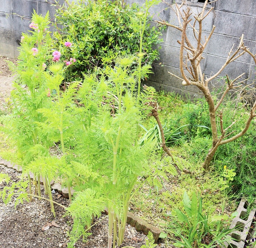 人参の花が咲いたよ 新ｙ商店の仁義無き人々