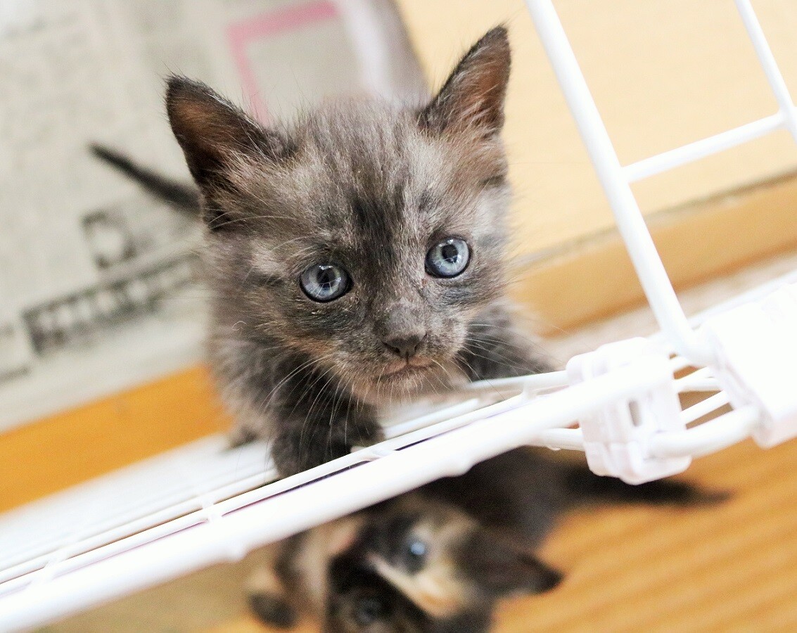 子猫たちが来た 新ｙ商店の仁義無き人々