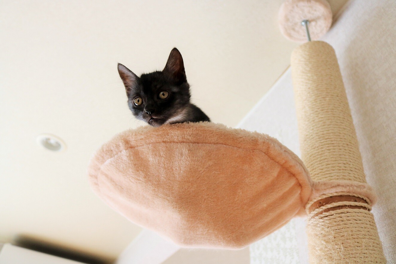 キャットタワーに登れる様になった子猫たち 新ｙ商店の仁義無き人々