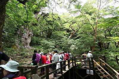 067　縄文杉、全景