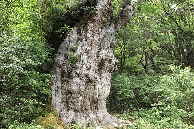 061　縄文杉の地肌