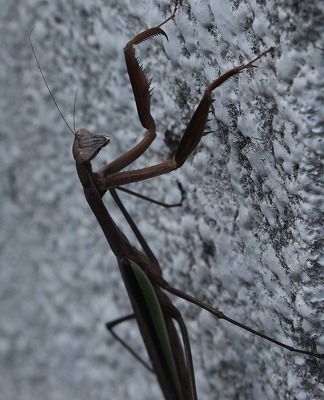 122　カマキリ