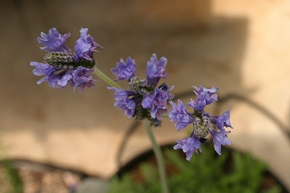 2a3344b0.jpg