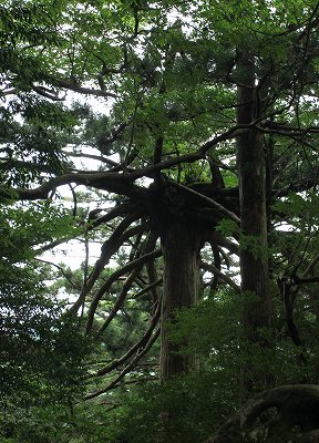 080　通称「メデュウサ」とも「ドレッドヘアー」とも。