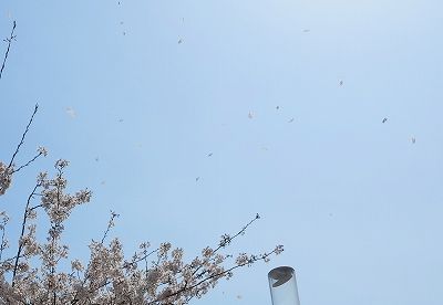 004　花散る