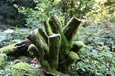 092　苔むす切り株