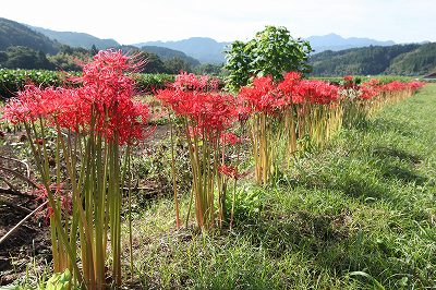044　彼岸花