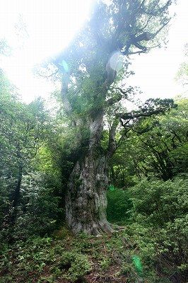 059　縄文杉