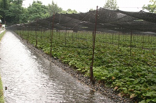 c453b588.jpg