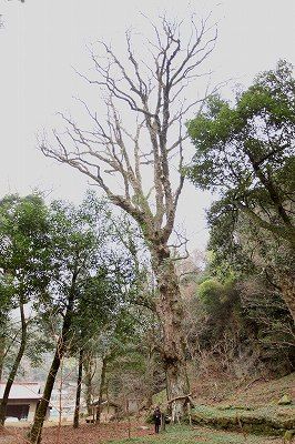 012　神原・健男霜凝日子神社の御親睦・栃の木