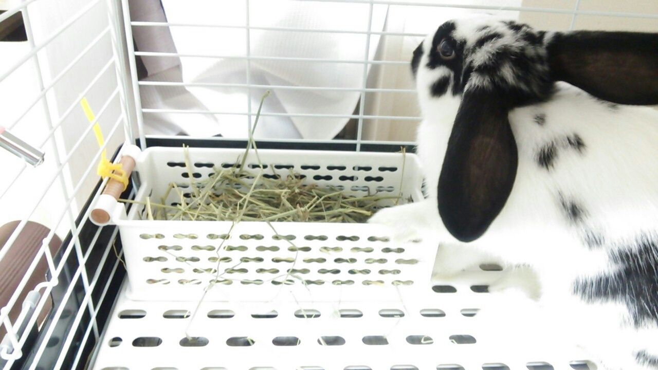 牧草入れ メイと私と旦那さん