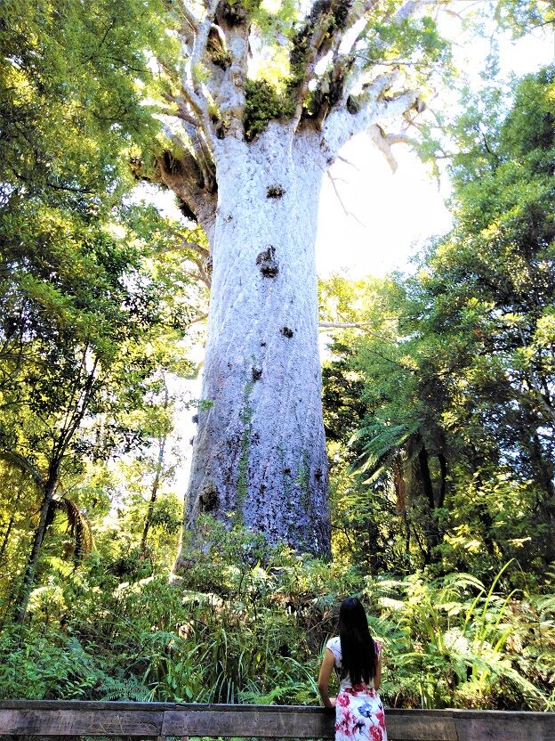 ニュージーランド ニュージーランド最大のカウリの木 タネ マフタ Waipoua Forest ワイポウア フォレスト で森林浴 Lake Taharoa にも立ち寄りました ニュージーランドの達人