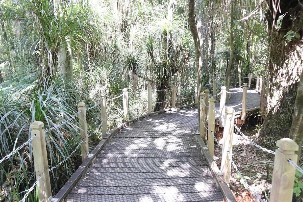 ニュージーランド ニュージーランド最大のカウリの木 タネ マフタ Waipoua Forest ワイポウア フォレスト で森林浴 Lake Taharoa にも立ち寄りました ニュージーランドの達人