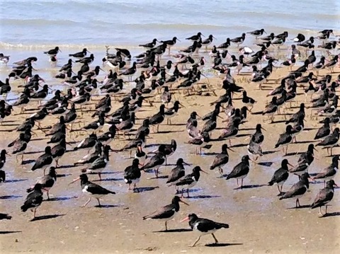 Oystercatchers