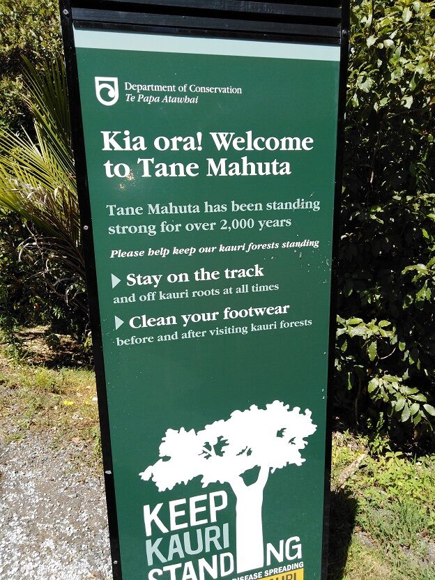 ニュージーランド ニュージーランド最大のカウリの木 タネ マフタ Waipoua Forest ワイポウア フォレスト で森林浴 Lake Taharoa にも立ち寄りました ニュージーランドの達人
