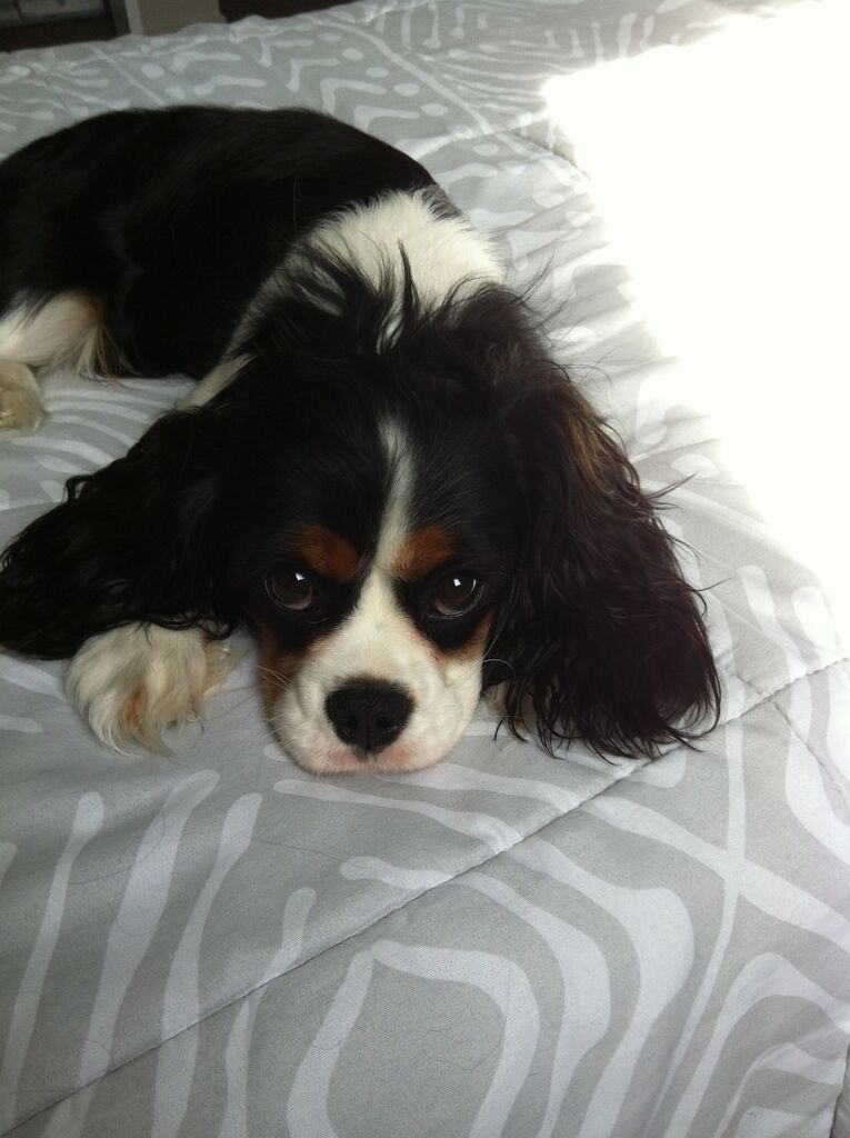 年03月18日 海外獣医 すエひろがりブログ