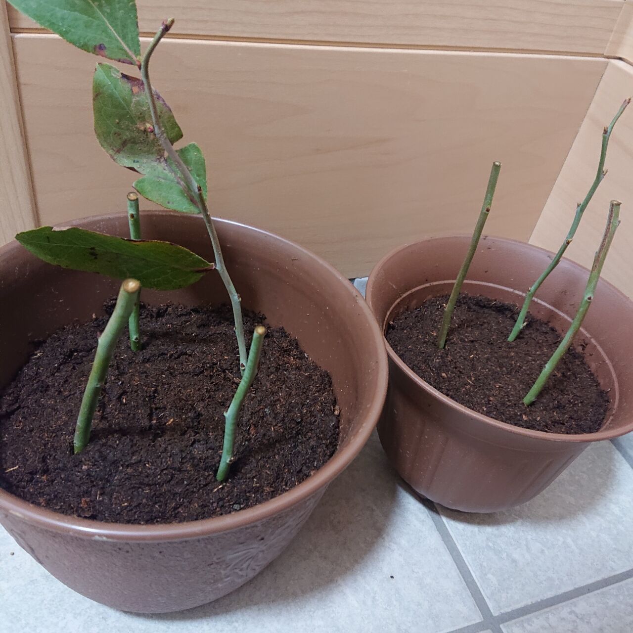 ブルーベリー挿し木 ゆるっとお庭つくり ブルーベリー挿し木 ゆるっとお庭つくり