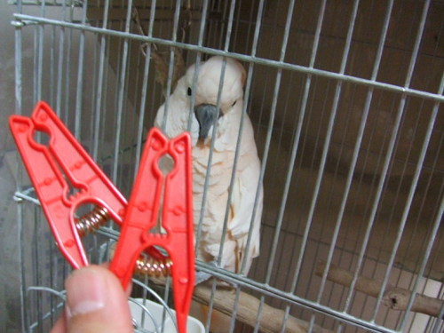DSCF1985