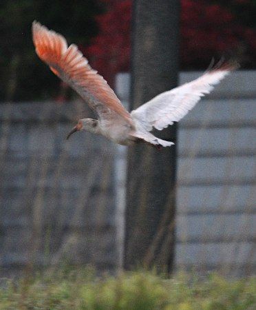 20120530-00000011-jijp-000-view