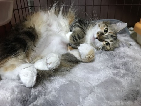 59A8E7B3-4B69-48DC-AE3C-1495A12DA2DB