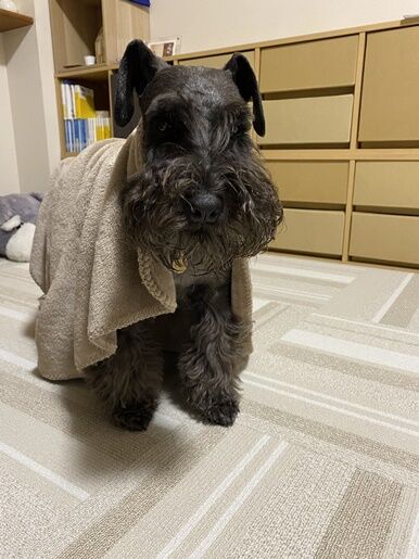 寝ぼける犬 オーチャンネル 寝ぼける犬 オーチャンネル