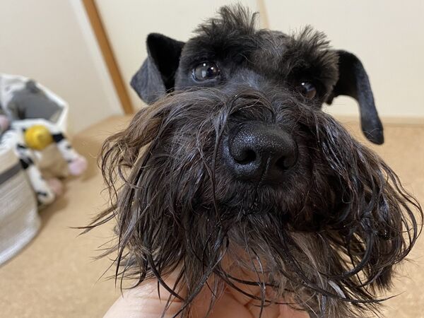 シュナウザー飼ってる人の共有の悩み オーチャンネル
